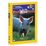 DVD 내셔널지오그래픽 동물농장의 친구들 영한대본 Really Wild Animals Farmyard Friends