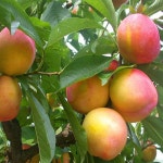 나무의 모든것 달콤새콤한 자두나무묘목 2년생 상묘 왕자두 접목묘 2년생 상묘 1개