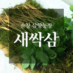 우체국쇼핑 순창 삼향농장 새싹삼 소 30뿌리 금보자기포장