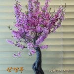 엑스플랜트 산앵두 나무 묘목