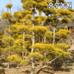 황금소나무 묘목 키70cm내외 분 1개 상록수