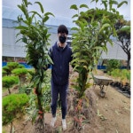 대성농원 밤나무 묘목