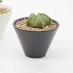 다육이 화분 세트 다육식물 재배 키우기