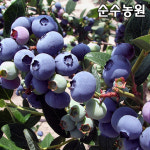 블루베리 코빌 나무 묘목 삽목3년 포트 1개