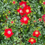 찔레 장미10