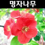 명자나무 묘목 H1 2m 1개 정원수 조경수