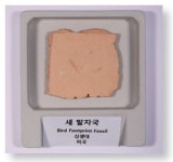새발자국 화석