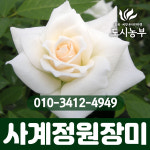 독일 사계정원장미 아이스버그 개화주 도시같이