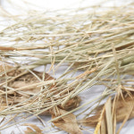 파피루스줄기 50g Cyperus Papyrus Stem -