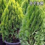 황금측백나무 묘목 키40 분 1개 상록수 산소 정원수 조경수