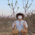 키움농원 꿀딱딱이 복숭아나무 묘목