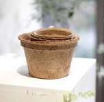 더피움 코코넛 야자 화분