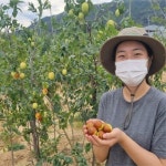 키움농원 대추나무 묘목 결실주