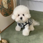 해피유통반려동물 옷 패셔너블한 보온조끼 고양이 강아지 옷CLY 1개
