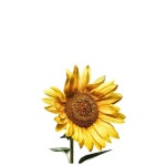갤러리파크 해바라기 꽃 그림 명화 액자 flower35