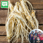 금산 인삼 세척 난발삼 중 750g 5년근 한채 씻은 바로먹는삼 수삼 뿌리많은 삼 요리용 진공포장