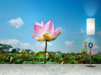 포토 벽지 lotus 연꽃 꽃 하늘 자연
