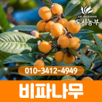 비파나무 묘목 접목1년 40cm전후 화분묘 도시같이