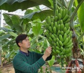 충북농기원, 유망 아열대작목 소득화 연구 박차