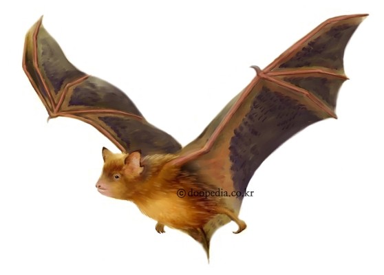 붉은박쥐 - 붉은박쥐(Myotis formosus chofukusei) | 지식백과