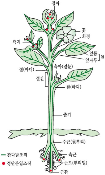 식물생리학