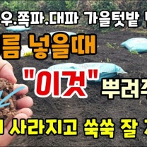 배추 무우 쪽파대파 밑거름 넣을때 농약말고 이것도 함께 뿌려보세요 벌레 싹 사라집니다 친환경토양살충제 벌레퇴치방법