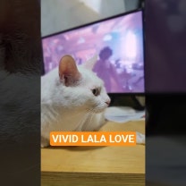 비비드를 듣더니 비비네 #LEECHANHYUK​ #이찬혁​ #AKMU​ #악뮤​​​ #비비드라라러브​ #Vivid_LaLa_Love​ #kpop #reaction #cat