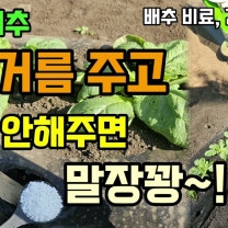 김장배추 웃거름 추비시기 배추웃거름주고 이것 안해주면 말장꽝 #배추웃거름 #배추키우기