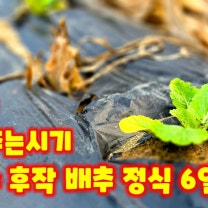 김장배추 추비 괴산 절임배추 정식 6일 추비 주는 시기 관련 괴산군 풀뿌리농장 석성수 [배추재배방법]