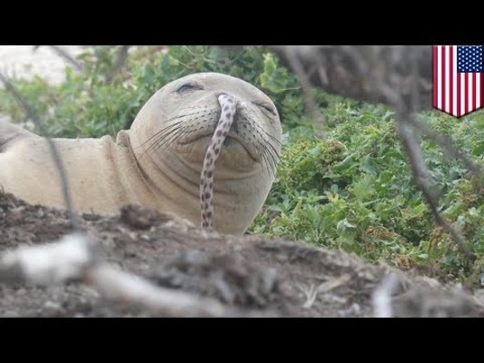 Hawaiian monk seal has eel chilling in its nose - TomoNews | 동영상