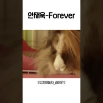 🎶안재욱-Forever🎵👍ㅋㅋㅋㅋ토끼_라이언헤드#안재욱 #포레버 #forever #별은내가슴에 #토끼야놀자 #토끼