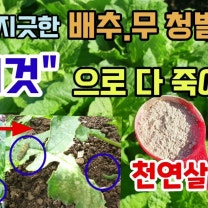 배추.무 청벌레 각종나비나방벌레 "이것" 하나로 다 죽여요 천연살충제 바실러스미생물 배추해충방제시기 배추결구시기 배추영양제