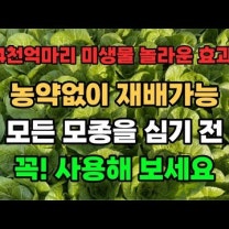 엽채류 상추 얼갈이 청경채 쑥갓 시금치 재배노하우 뿌리발근제 추천 트리코마 루브스 사용방법
