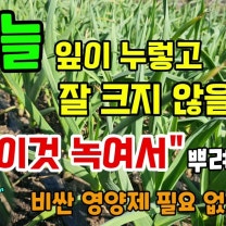 마늘 잎이누렇고 잘 크지않을때 이것 녹여 뿌려주면 비싼 영양제 살필요 없어요 #마늘농사 #마늘비료 #마늘추비