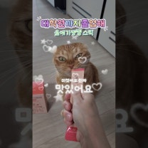 고양이 츄르 울애기쌩쌩 스틱 추천 고양이 영양제 디어랩스