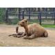 서울대공원에서 아기 낙타 '거봉' 탄생…유튜브로 보세요
