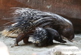 제주 동물원서 '호저' 탈출…도 "포획팀 투입"