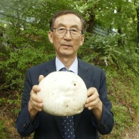 희귀 야생 '댕구알버섯' 8년 만에 울산에서 발견