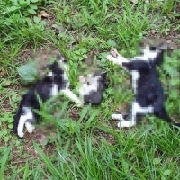 인천 공터서 훼손된 새끼 고양이 사체 발견…CCTV 분석