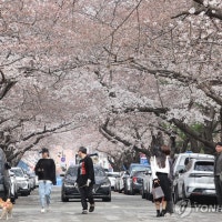 부산 수영구 남천동 아파트단지 벚꽃 본격 개화