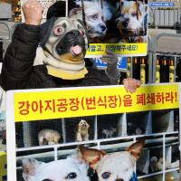‘강아지 공장을 폐지하