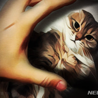 인천 아파트 단지 인근서 고양이 사체 4마리 발견…경찰, 수사