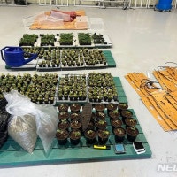 서울·경기 아파트서 대마 길러 판매한 30대 등 무더기 검거