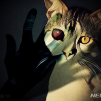 인천서 죽은 채 발견된 고양이 4마리…