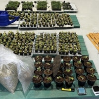 서울 등 도심 아파트서 간 큰 대마 재배… ‘18억원’ 어치