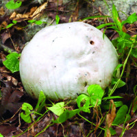 희귀 야생 ‘댕구알버섯’ 울산에서 8년 만에 발견