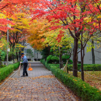 가을 낙엽을, 매일 쓸지 않기로 한 아파트 이야기