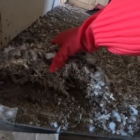 한국 맞아? 아파트 현관문 열자마자 우웩…비둘기 배변·벌레 범벅된 사...