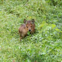아파트 엘리베이터 앞에 나타난 ‘이 멸종위기종’…이송 중 숨져
