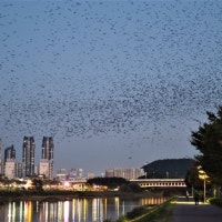 까마귀 수만 마리 날아다니고 활주로는 고작 2km 울산공항 괜찮나